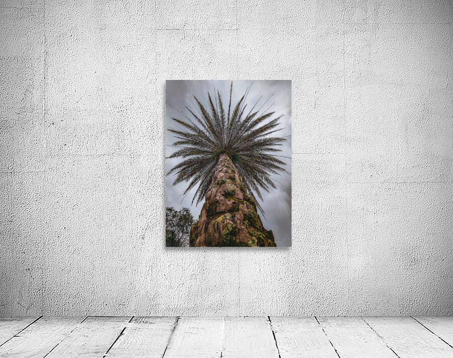 Palm Tree Wall Preview