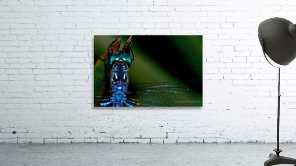 Blue Dragonfly Wall Preview