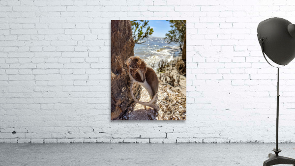 Shell on tree Wall Preview