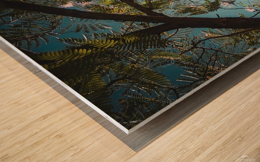 Mimosa in the sky Wood print