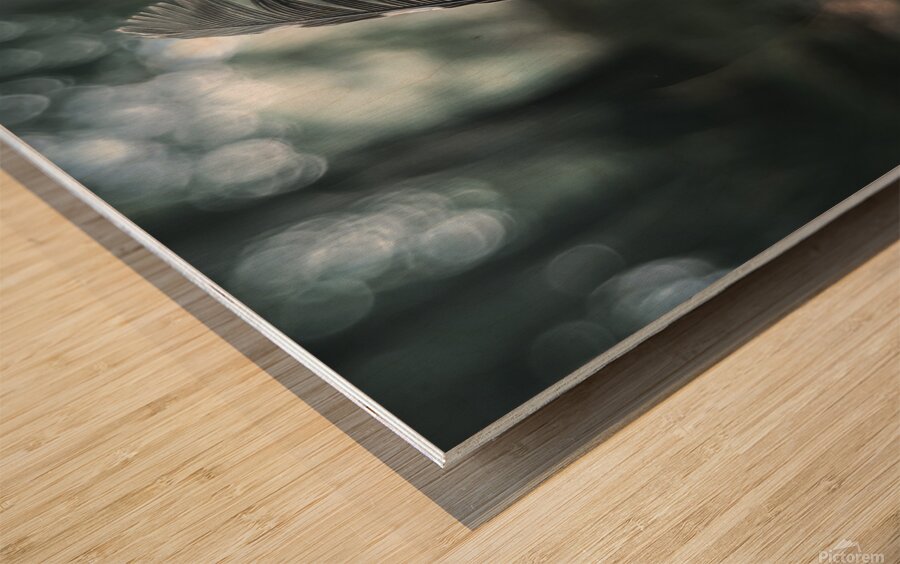 Feather Wood print