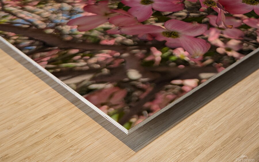 Apple Blossoms Wood print