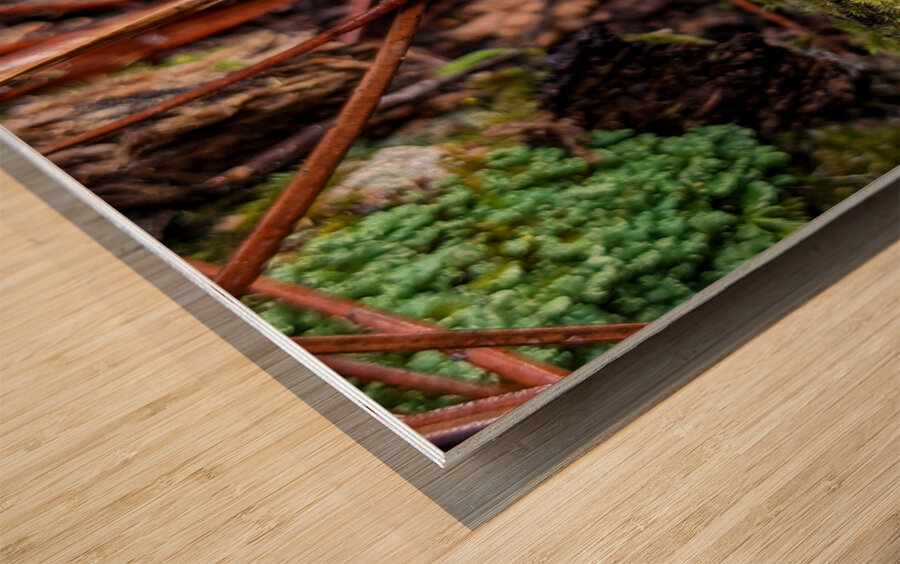 Tiny Mushroom Wood print