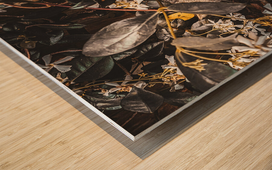 Momma Cat Wood print