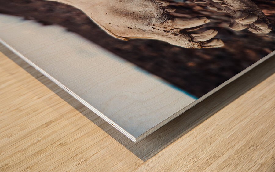 Skull Wood print