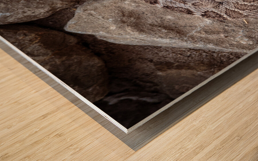 Rattle Snake Wood print