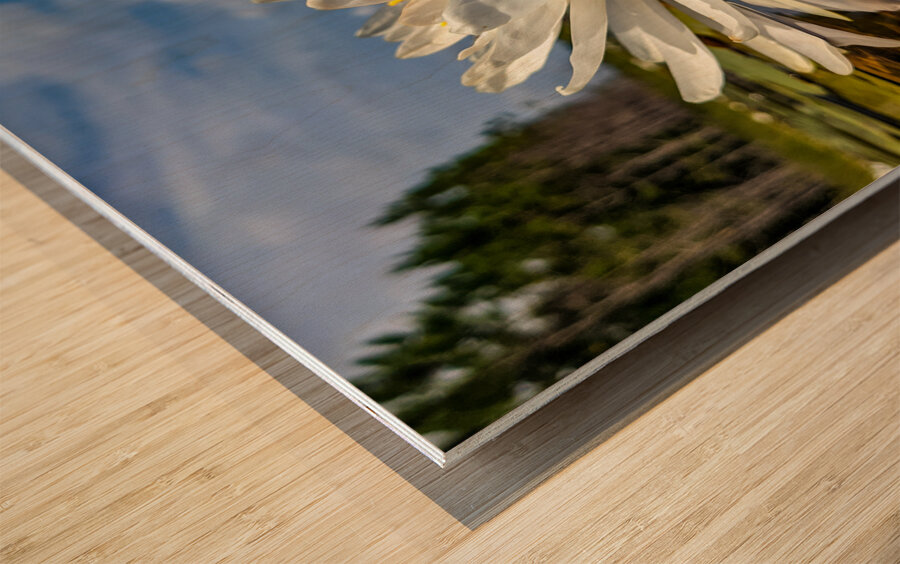 Water Lily Wood print