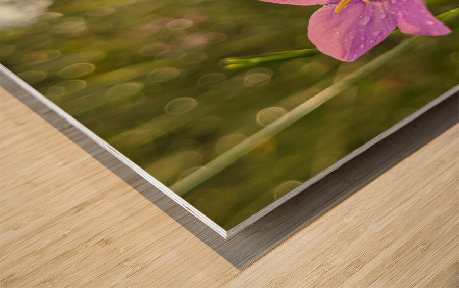 Pink Flower Wood print