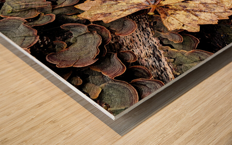Leaf Fungus Wood print