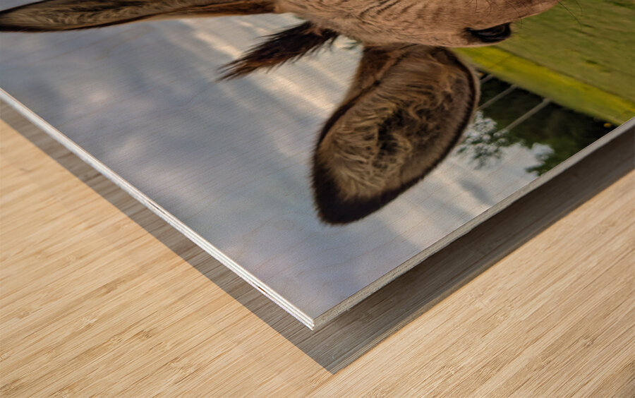 Funny Donkey Wood print