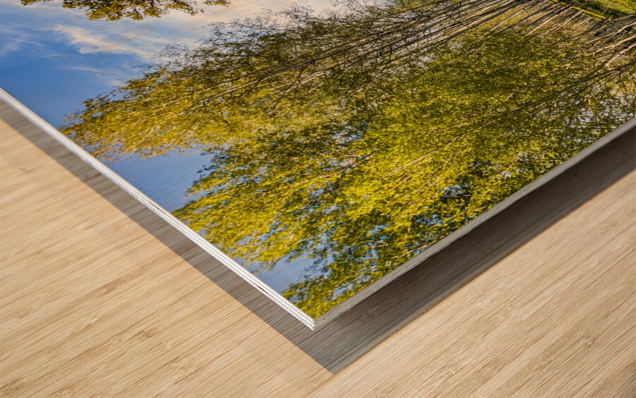 Colorado Forest Wood print