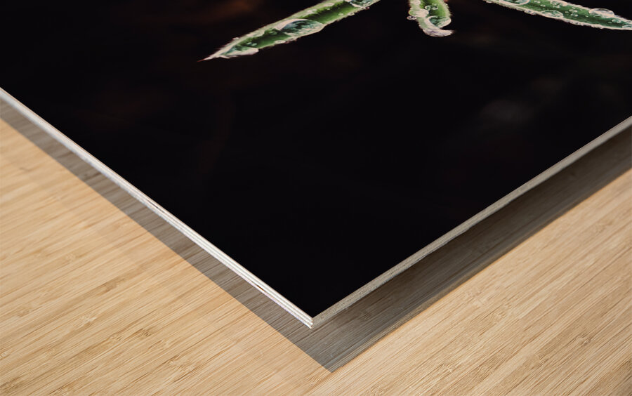 Dew plant Wood print