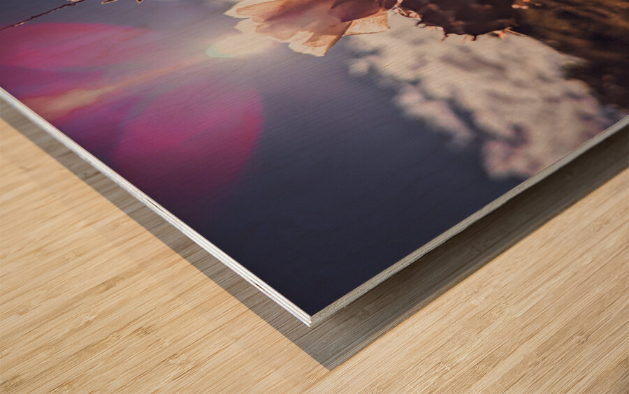 Lens Flare Cactus Wood print