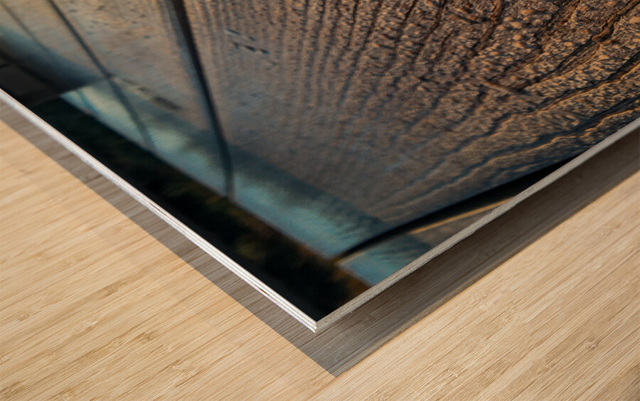 Racoon Paw in Dew Wood print