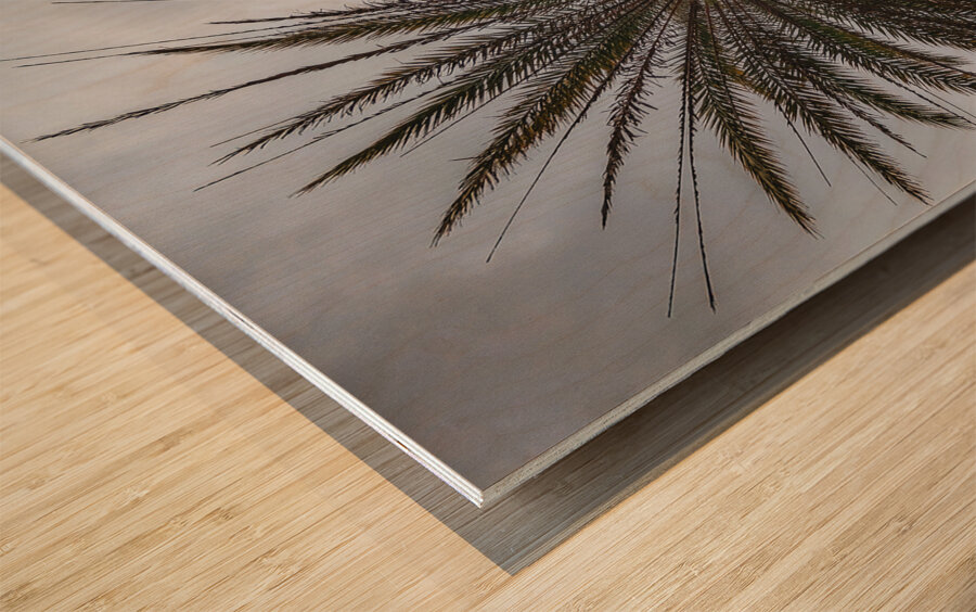 Palm Tree Wood print