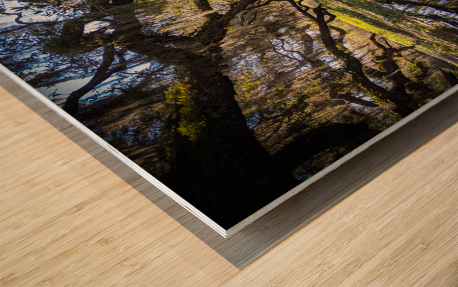 Reflections Wood print