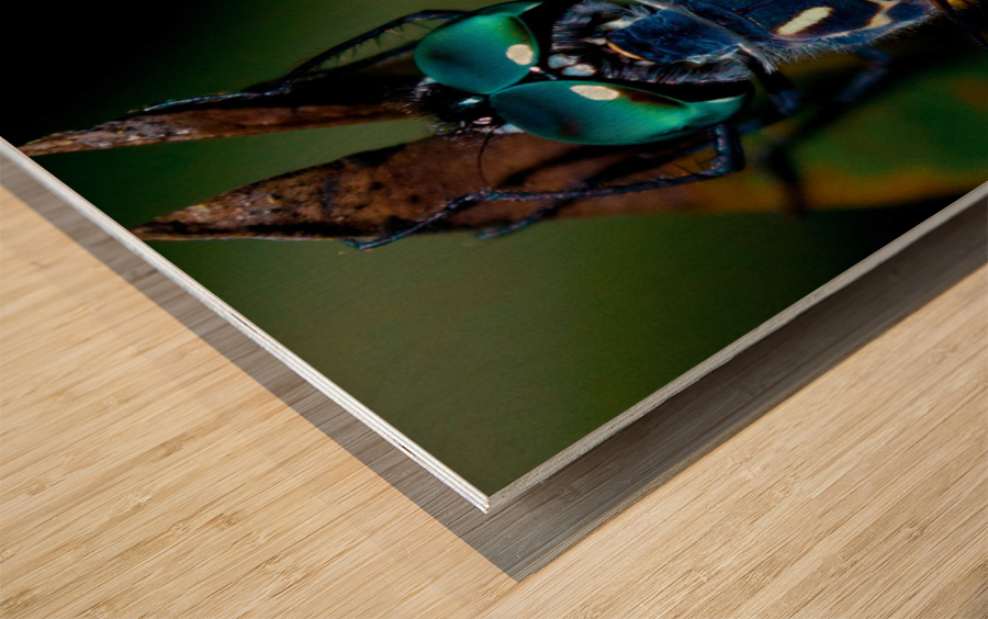 Blue Dragonfly Wood print