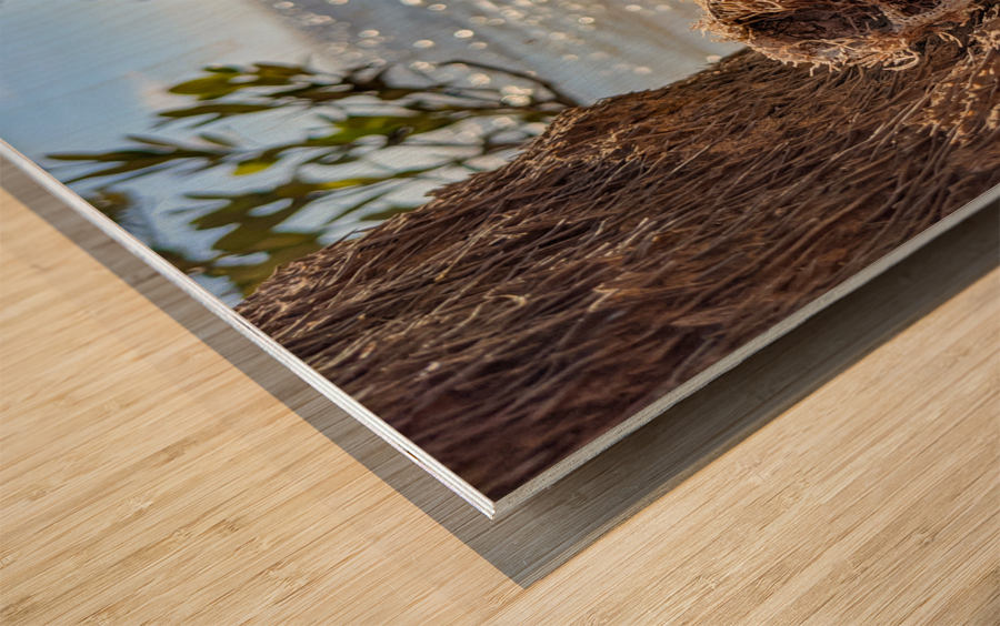 Shell on tree Wood print