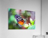 Monarch on a Bud Acrylic Print