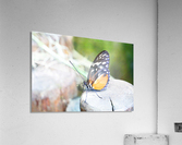 Resting Monarch Acrylic Print