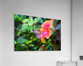 Electras Tree Nymph Acrylic Print