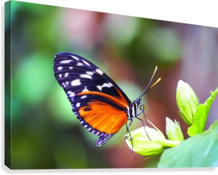 Monarch on a Bud Canvas Print