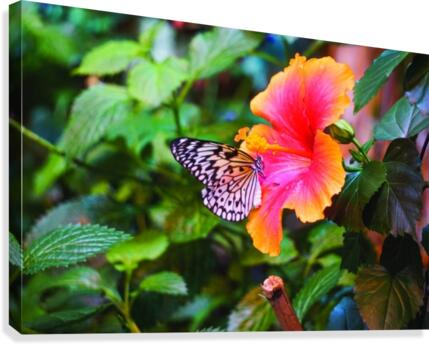Electras Tree Nymph Canvas Print