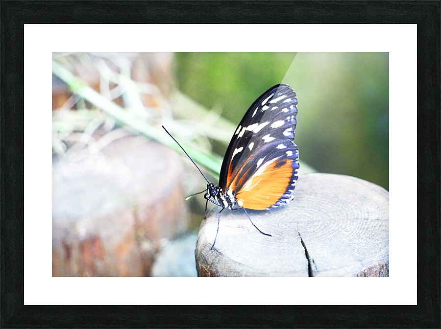 Resting Monarch Picture Frame print