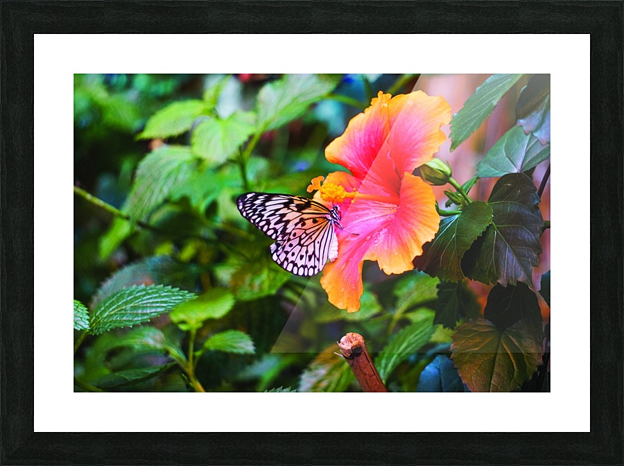 Electras Tree Nymph Picture Frame print