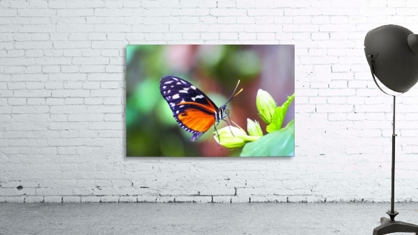 Monarch on a Bud Wall Preview