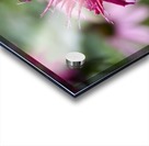 Bee balm Acrylic print
