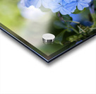 Plumbago Acrylic print