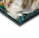 Lioness Acrylic print