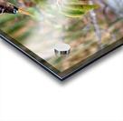 Anhinga Acrylic print