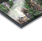Bobcat Acrylic print