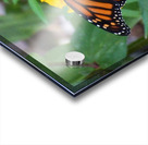 Monarch on Marigold Acrylic print