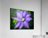 Climbing Clementis Acrylic Print