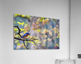 Blue Bird Acrylic Print