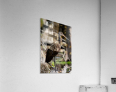Juvenile Ibis Acrylic Print