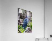 Blue Heron Acrylic Print
