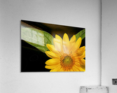 Sunflower  Acrylic Print