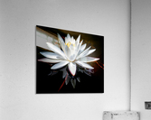 Forked Lake Lily Acrylic Print