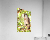 Barred Owl Acrylic Print