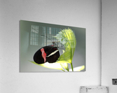 Black butterfly Acrylic Print