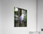 Night Shade Heron Acrylic Print