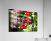 Butterfly Acrylic Print