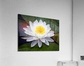 LIly Acrylic Print
