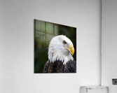 Bald Eagle Acrylic Print