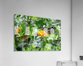 Zebra Butterfly Acrylic Print