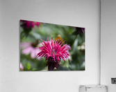 Bee balm Acrylic Print